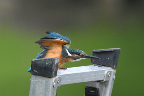 トリミング 2021/9月 SIGMA150-600C+D500 600mm F8 ss1/1250 ISO3200 AF-C