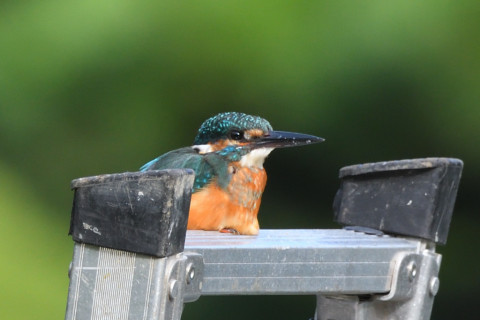 トリミング 2021/9月 SIGMA150-600C+D500 600mm F8 ss1/320 ISO900