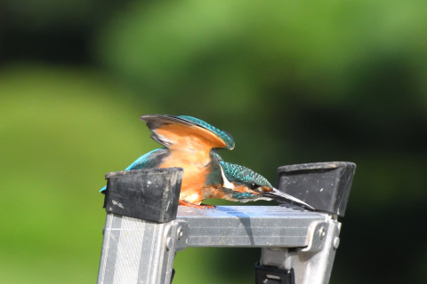 トリミング 2021/9月 SIGMA150-600C+D500 600mm F8 ss1/1600 ISO2500 AF-C