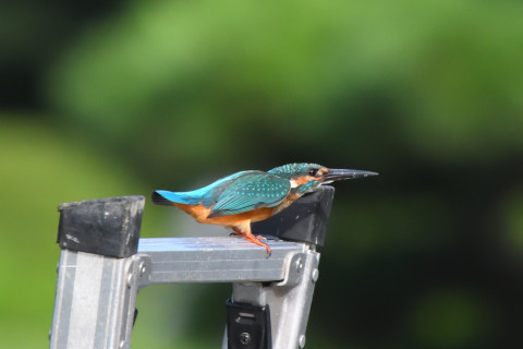 トリミング 2021/9月 SIGMA150-600C+D500 600mm F8 ss1/1600 ISO4000 AF-C