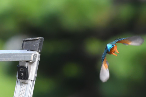トリミング 2021/9月 SIGMA150-600C+D500 600mm F8 ss1/1600 ISO4000 AF-C 25点