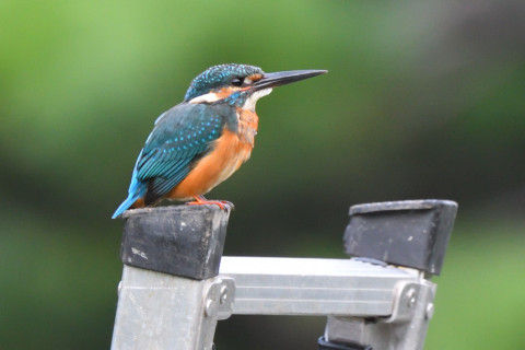 トリミング 2021/9月 SIGMA150-600C+D500 600mm F8 ss1/250 ISO1800 AF-C