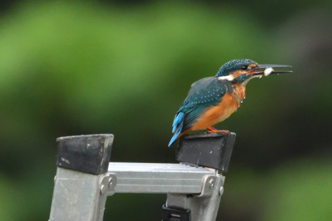 トリミング 2021/9月 SIGMA150-600C+D500 600mm F8 ss1/1250 ISO4000 AF-C