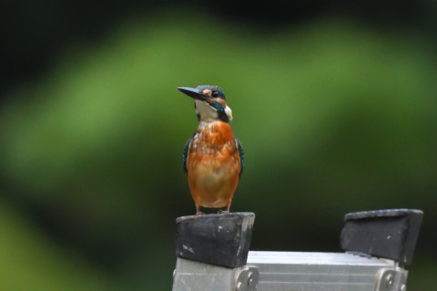 トリミング 2021/9月 SIGMA150-600C+D500 600mm F8 ss1/1250 ISO4000 AF-C