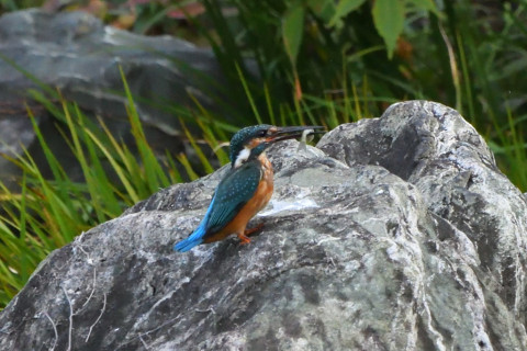 トリミング 2021/9月 SIGMA150-600C+D500 600mm F8 ss1/1250 ISO4000 AF-C