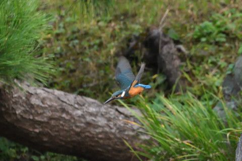  トリミング 2021/9月 SIGMA150-600C+D500 600mm F8 ss1/1000 ISO4000 AF-C グループエリア