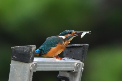 トリミング 2021/9月 SIGMA150-600C+D500 600mm F8 ss1/1000 ISO4000 AF-C