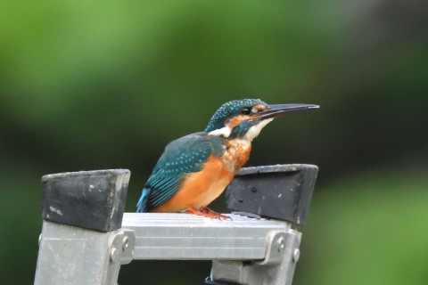 トリミング 2021/9月 SIGMA150-600C+D500 600mm F8 ss1/640 ISO4000 AF-C 25点