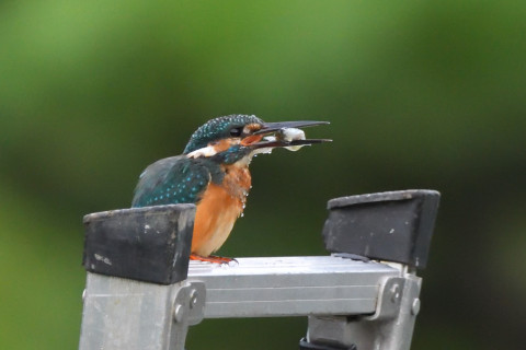 トリミング 2021/9月 SIGMA150-600C+D500 600mm F7.1 ss1/640 ISO4000 AF-C