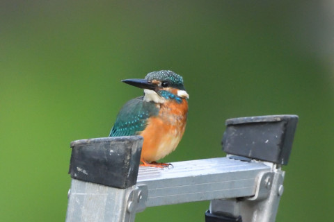 トリミング 2021/9月 SIGMA150-600C+D500 600mm F7.1 ss1/640 ISO4000 AF-C