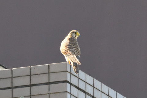 トリミング 2021/10月 SIGMA150-600C+D500 600mm F8 ss1/1600 ISO4000