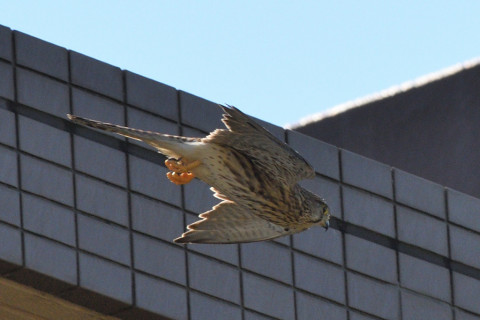 トリミング 2021/10月 SIGMA150-600C+D500 600mm F8 ss1/320 ISO400 AF-C 25点