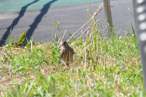 トリミング 2021/10月 SIGMA150-600C+D500 420mm F8 ss1/1600 ISO1600