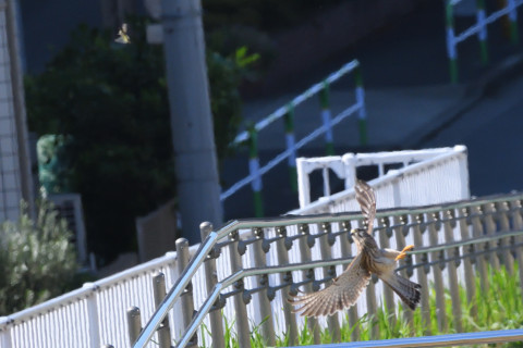 トリミング 2021/10月 SIGMA150-600C+D500 420mm F8 ss1/1600 ISO1600 AF-C 25点