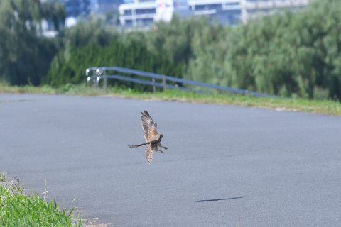 トリミング 2021/10月 SIGMA150-600C+D500 420mm F8 ss1/1600 ISO1600 グループエリア