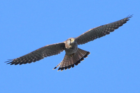 トリミング 2021/10月 SIGMA150-600C+D500 600mm F8 ss1/1250 ISO800 AF-C 25点