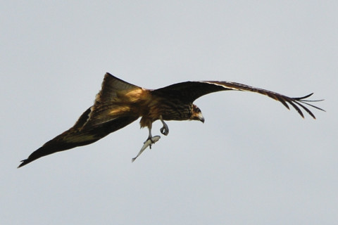 トリミング 2021/10月 SIGMA150-600C+D500 600mm F8 ss1/1250 ISO160 AF-C 25点