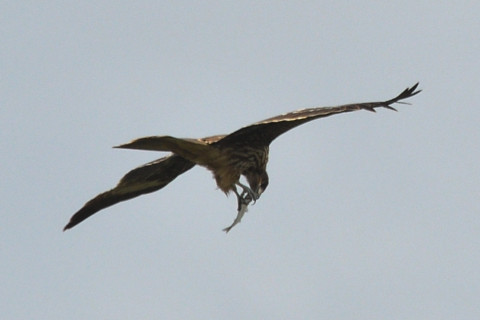 トリミング 2021/10月 SIGMA150-600C+D500 600mm F8 ss1/1250 ISO140 AF-C 25点