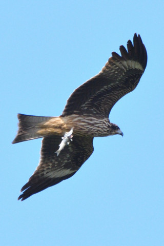 トリミング 2021/10月 SIGMA150-600C+D500 600mm F8 ss1/1250 ISO320 AF-C 25点