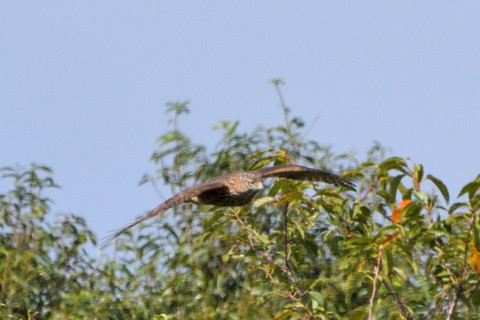 トリミング 2021/10月 SIGMA150-600C+D500 600mm F8 ss1/1250 ISO280 AF-C 25点