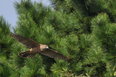 トリミング 2021/10月 SIGMA150-600C+D500 600mm F8 ss1/1250 ISO280 AF-C 25点