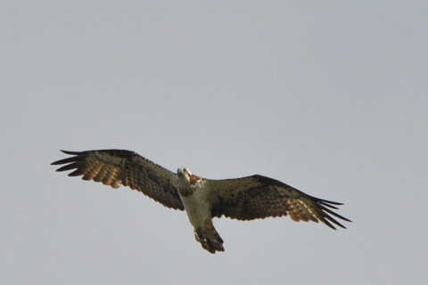 トリミング 2021/10月 SIGMA150-600C+D500 600mm F8 ss1/1250 ISO160 AF-C 25点