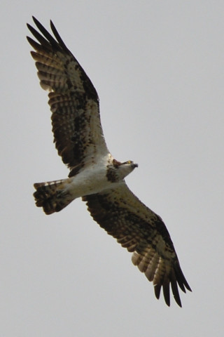 トリミング 2021/10月 SIGMA150-600C+D500 600mm F8 ss1/1250 ISO140 AF-C 25点