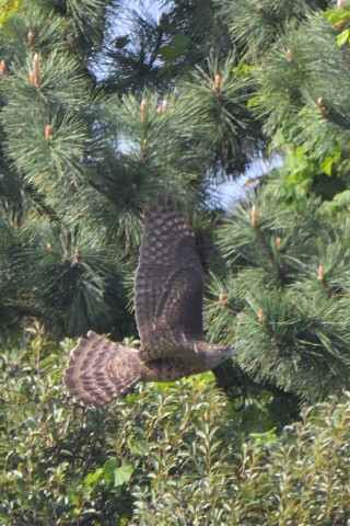 トリミング 2021/10月 SIGMA150-600C+D500 600mm F8 ss1/1250 ISO800 AF-C 25点