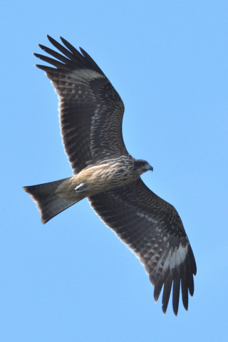 トリミング 2021/10月 SIGMA150-600C+D500 600mm F8 ss1/1250 ISO560 AF-C 25点