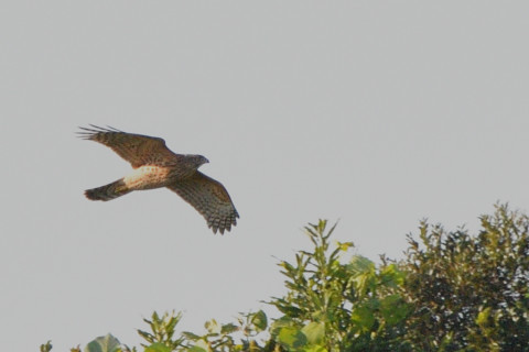 トリミング 2021/10月 SIGMA150-600C+D500 600mm F8 ss1/1250 ISO250 AF-C 25点