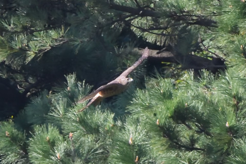 トリミング 2021/10月 SIGMA150-600C+D500 600mm F8 ss1/1250 ISO4000 AF-C 25点