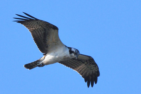 トリミング 2021/10月 SIGMA150-600C+D500 600mm F8 ss1/1250 ISO450 AF-C 25点