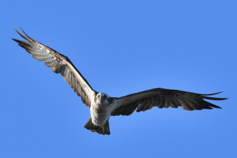 トリミング 2021/10月 SIGMA150-600C+D500 600mm F8 ss1/640 ISO180 AF-C グループエリア