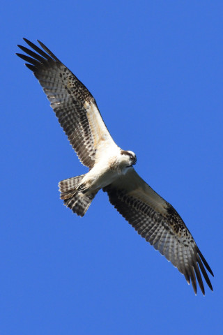 トリミング 2021/10月 SIGMA150-600C+D500 600mm F8 ss1/1250 ISO1100 AF-C シングル