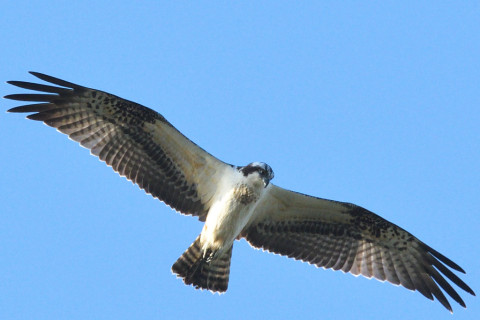 トリミング 2021/10月 SIGMA150-600C+D500 600mm F8 ss1/1250 ISO900 AF-C シングル