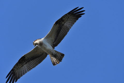 トリミング 2021/10月 SIGMA150-600C+D500 600mm F8 ss1/1250 ISO800 AF-C シングル