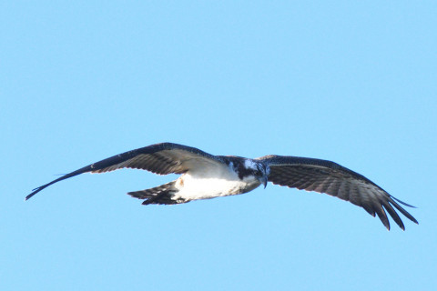 トリミング 2021/10月 SIGMA150-600C+D500 600mm F8 ss1/1250 ISO500 AF-C シングル