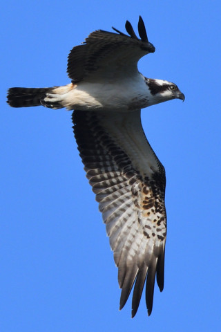トリミング 2021/10月 SIGMA150-600C+D500 600mm F8 ss1/1250 ISO500 AF-C シングル