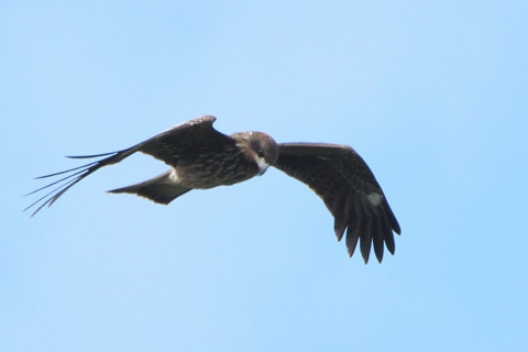 トリミング 2021/10月 SIGMA150-600C+D500 600mm F8 ss1/1250 ISO450 AF-C グループエリア