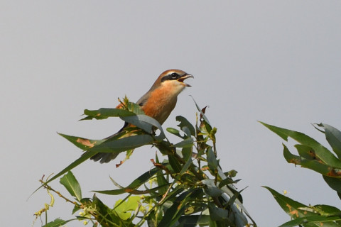 トリミング 2021/10月 SIGMA150-600C+D500 600mm F8 ss1/1250 ISO320 AF-C 25点