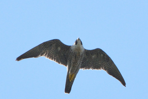 トリミング 2021/10月 SIGMA150-600C+D500 600mm F8 ss1/1250 ISO720 AF-C 25点