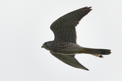 トリミング 2021/10月 SIGMA150-600C+D500 280mm F7.1 ss1/1250 ISO220 AF-C 25点