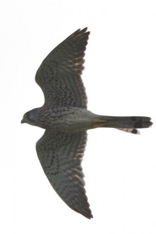 トリミング 2021/10月 SIGMA150-600C+D500 480mm F7.1 ss1/1250 ISO200 AF-C 25点