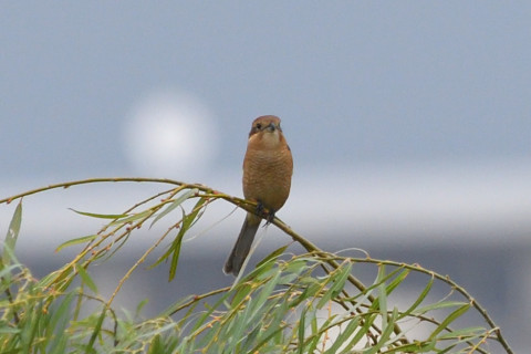 トリミング 2021/10月 SIGMA150-600C+D500 600mm F8 ss1/1250 ISO1100 AF-C 25点