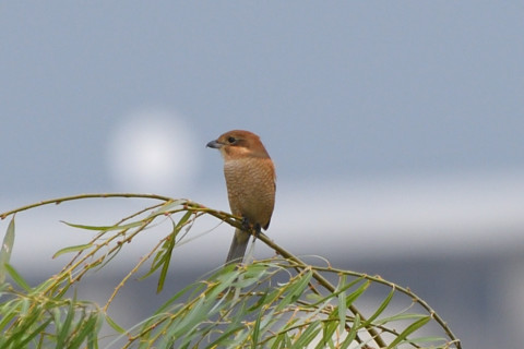 トリミング 2021/10月 SIGMA150-600C+D500 600mm F8 ss1/400 ISO360 AF-C 25点