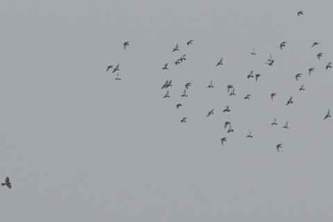 トリミング 2021/10月 SIGMA150-600C+D500 600mm F8 ss1/1250 ISO2200 AF-C 25点