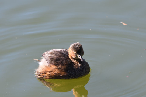 2021/10月 SIGMA150-600C+D500 420mm F8 ss1/400 ISO500 AF-C 25点