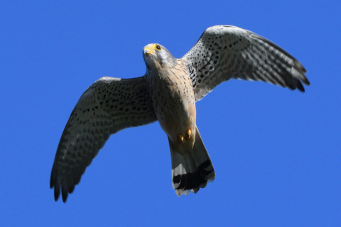 トリミング 2021/10月 SIGMA150-600C+D500 250mm F8 ss1/1250 ISO900 AF-C 25点