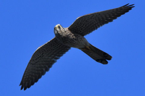 トリミング 2021/10月 SIGMA150-600C+D500 500mm F8 ss1/1250 ISO450 AF-C 25点