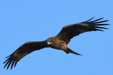 トリミング 2021/10月 SIGMA150-600C+D500 600mm F8 ss1/1600 ISO360 AF-C グループエリア